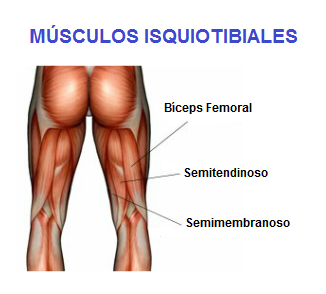 Resultado de imagen de isquiotibiales