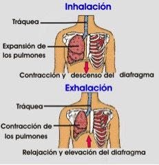 Inspiración y expiración