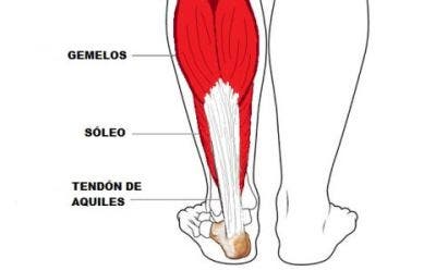 anatomia de los músculos gemelo y soleo