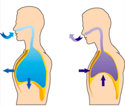 Ejercicios de respiración o respiratorios