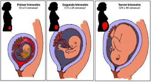 Conoce tu Suelo pélvico y cómo hacer masaje perineal ⋆ Marina Matrona