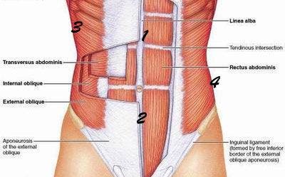 m'usculos abdominales anatom'ia