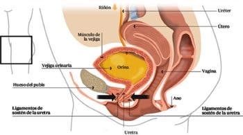 estructura del suelo pélvico