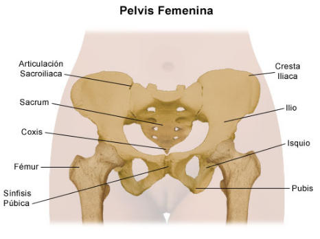Anatomía de la y Suelo pélvico y diferencias