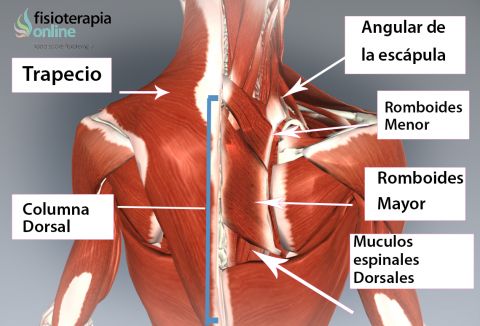 Qué es la dorsalgia? Causas, síntomas y tratamiento del dolor de