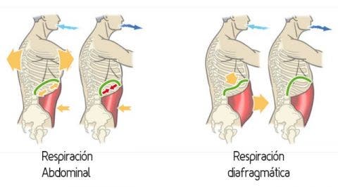 Resultado de imagen para diafragma respiracion