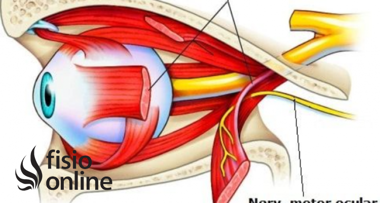 nervio abducens