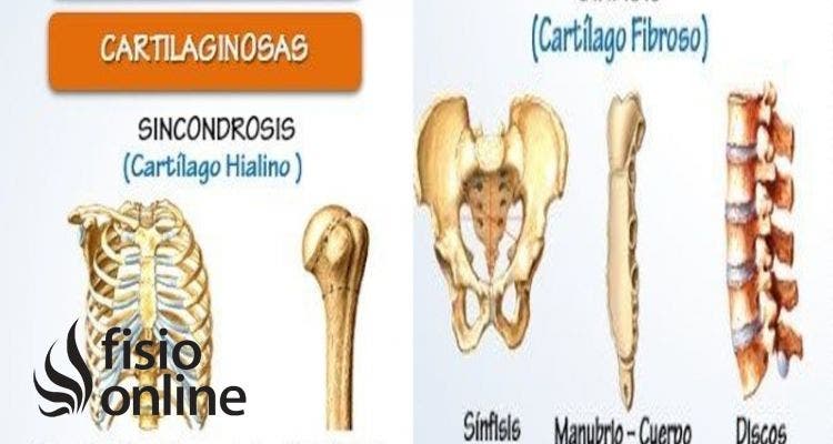 articulación de tipo anfiartrosis