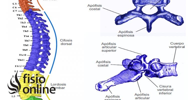 Apófisis espinosa | es, qué significa, ubicación, función y lesiones