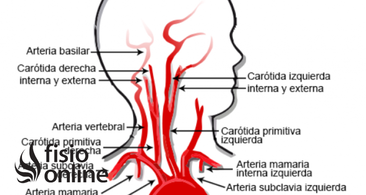 arteria vertebral