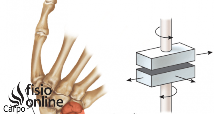 articulación de tipo artrodia