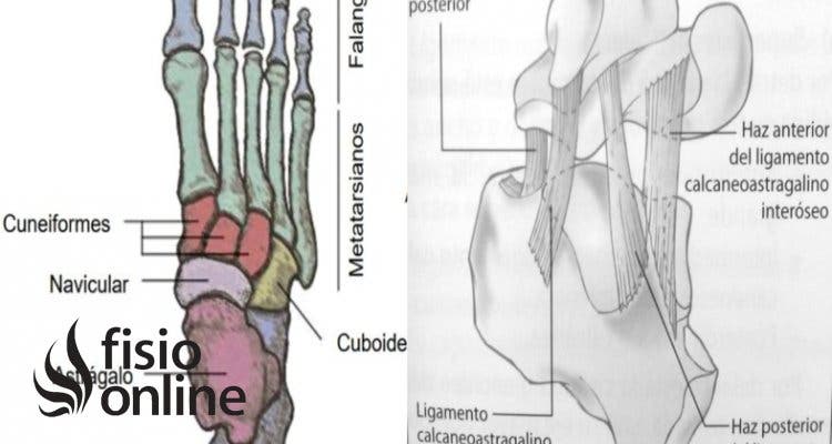 Hueso Astrágalo