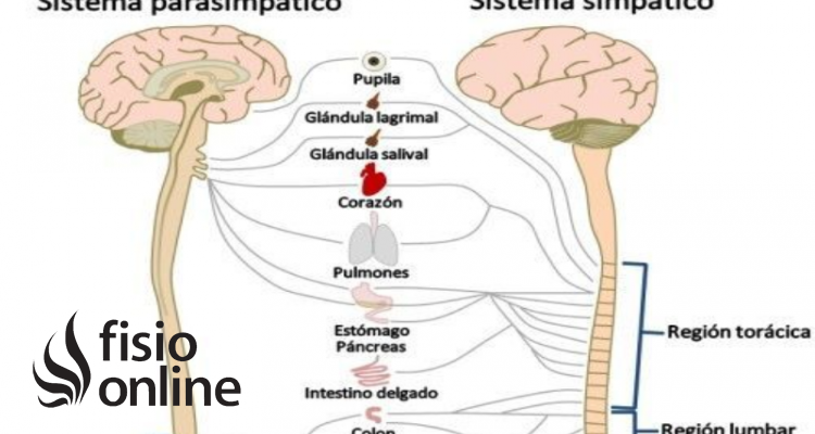 sistema nervioso autónomo