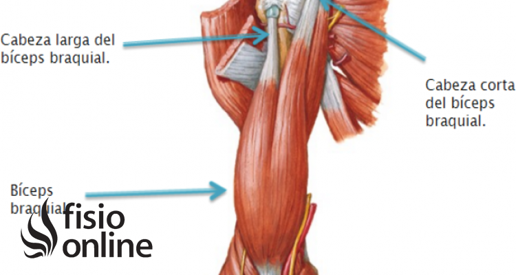 Tendón del bíceps braquial porción larga
