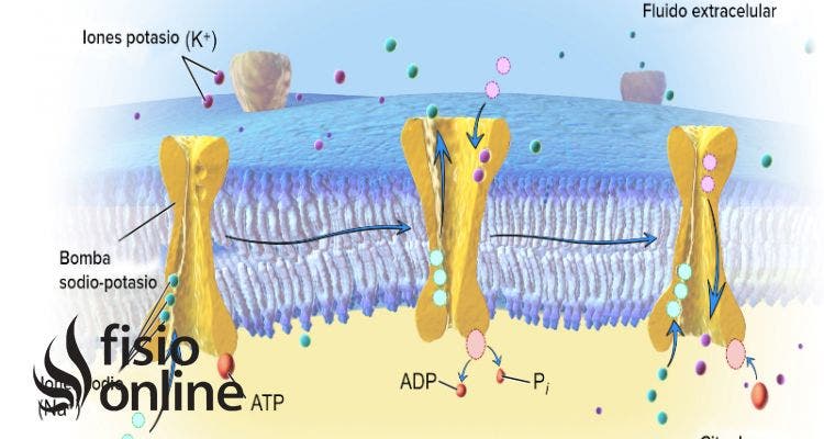 bomba sodio potasio