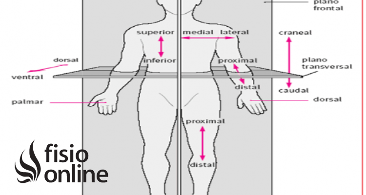 Caudal | Qué es, significado y para qué se usa en anatomía
