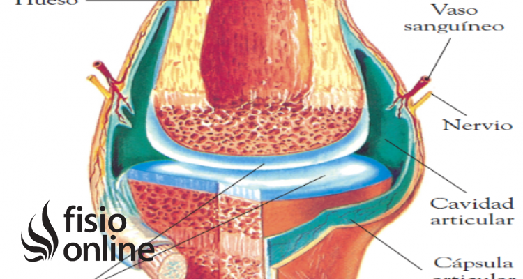 cavidad articular