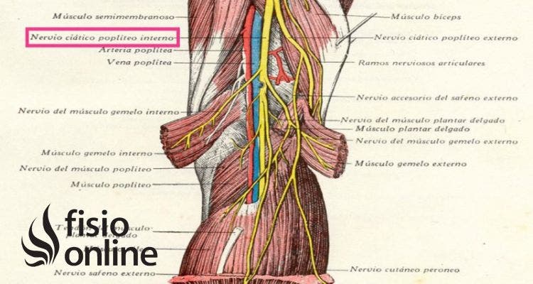 nervio ciático poplíteo interno
