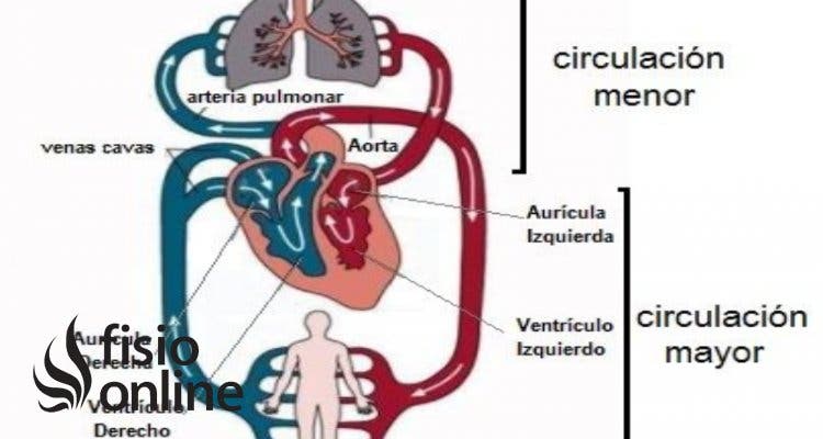 Circulación sistémica | En qué consiste, cuál es su recorrido, función y alteraciones Circulación sistémica | En qué consiste, cuál es su recorrido, función y alteraciones