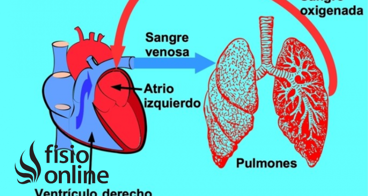 Circulación pulmonar | En qué consiste, cuál es su recorrido, función y  alteraciones