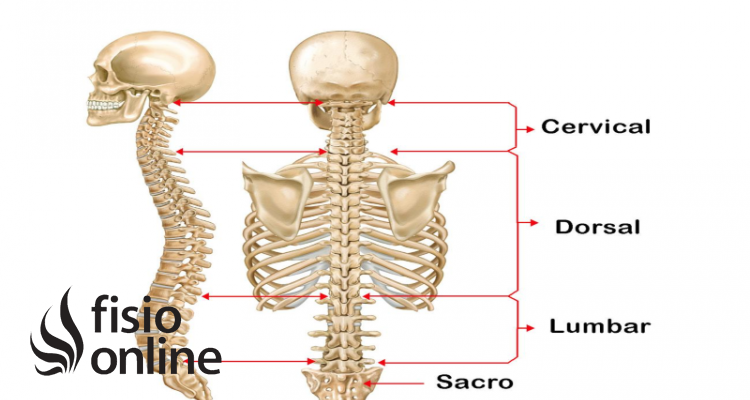 Devorar Paine Gillic Hacia atrás Columna vertebral | Qué es, dónde se encuentra, cuál es su función y  lesiones