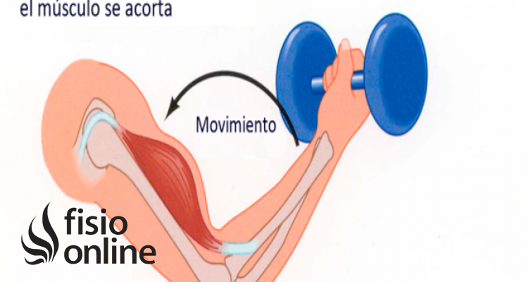 contracción concéntrica