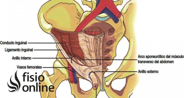 Conducto inguinal Qu es d nde se encuentra funci n qu
