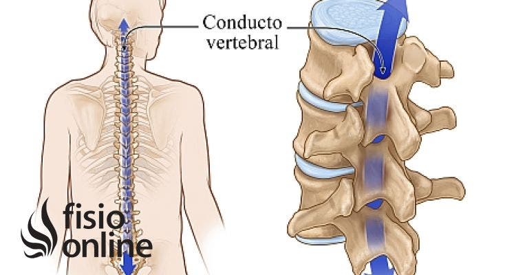 conducto vertebral