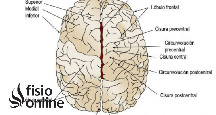 Corteza cerebral