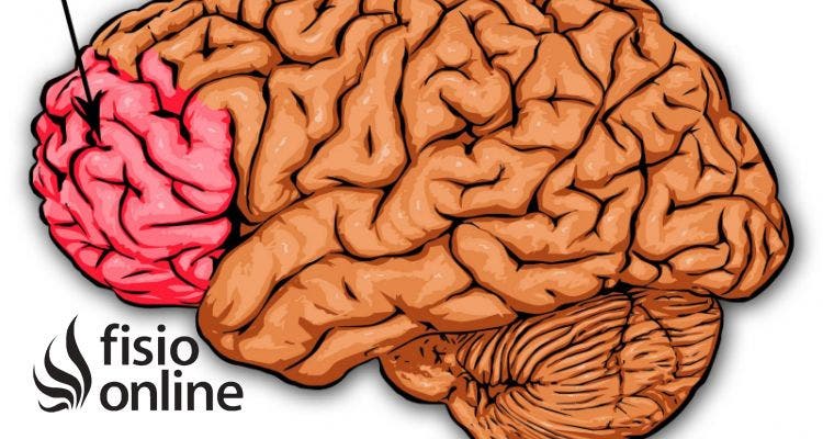 corteza prefrontal