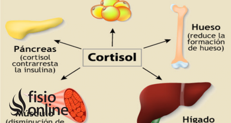 cortisol