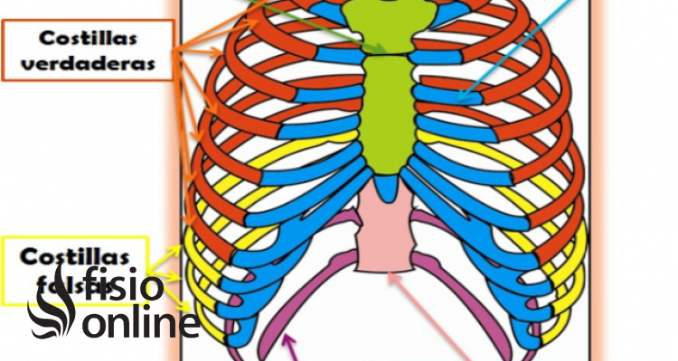 costillas falsas
