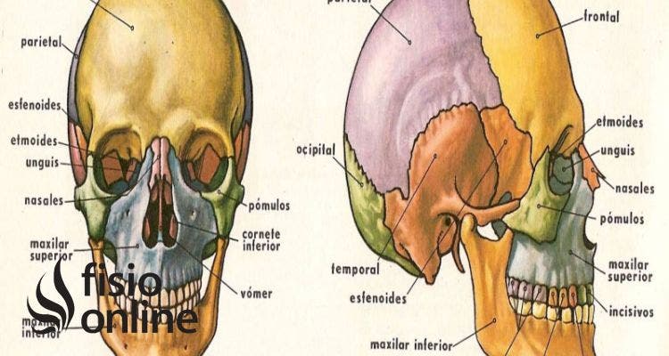 Cráneo | Qué es, significado, dónde está, función y lesiones