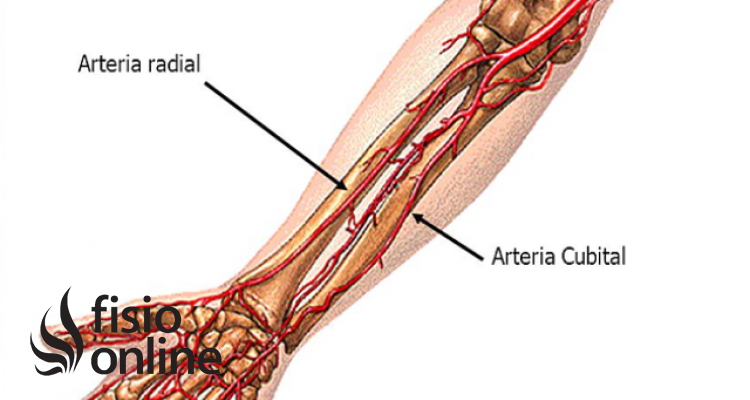 arteria cubital