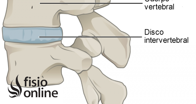 Cuerpo vertebral