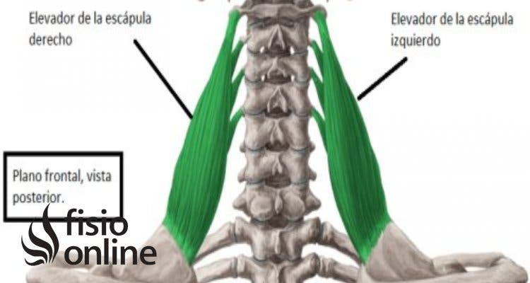 músculo elevador de la escápula