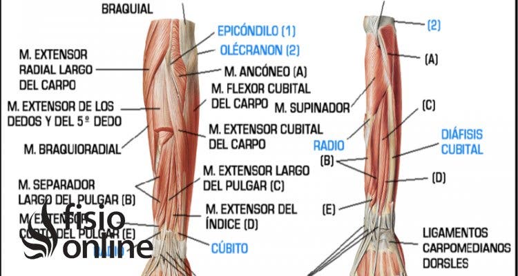músculos epicondíleos