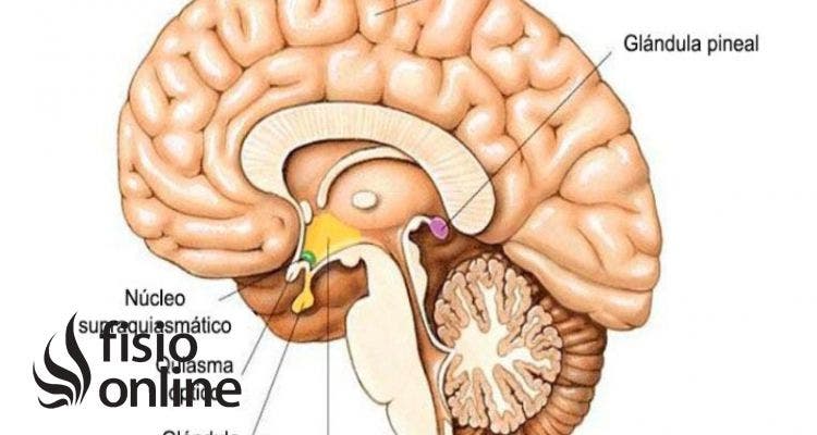 epífisis cerebral