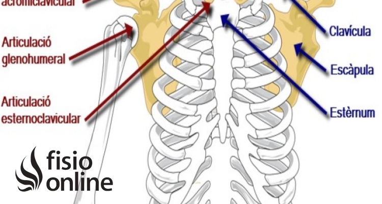 articulación Escapulotorácica