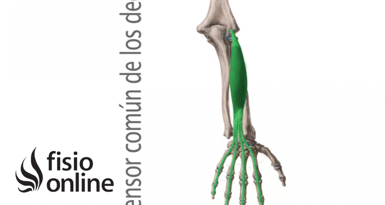 Músculo extensor común de los dedos