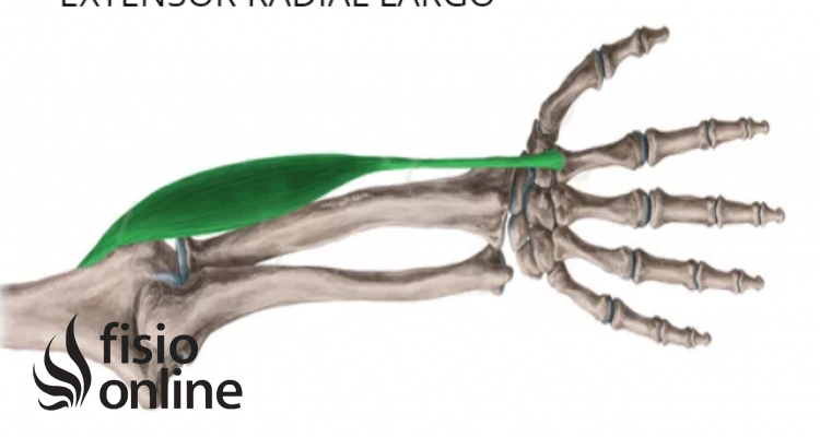 músculo extensor radial largo