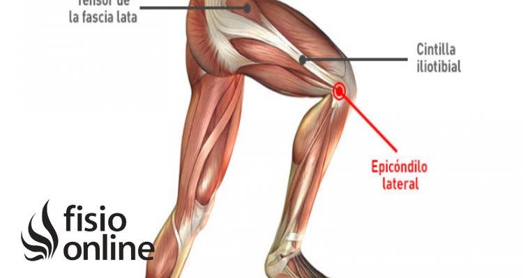 Fascia lata  Qué es, cómo estirar, función y lesiones