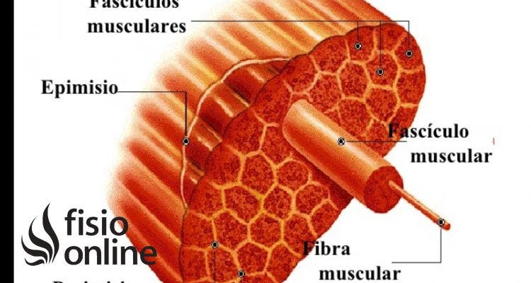 fascículo muscular