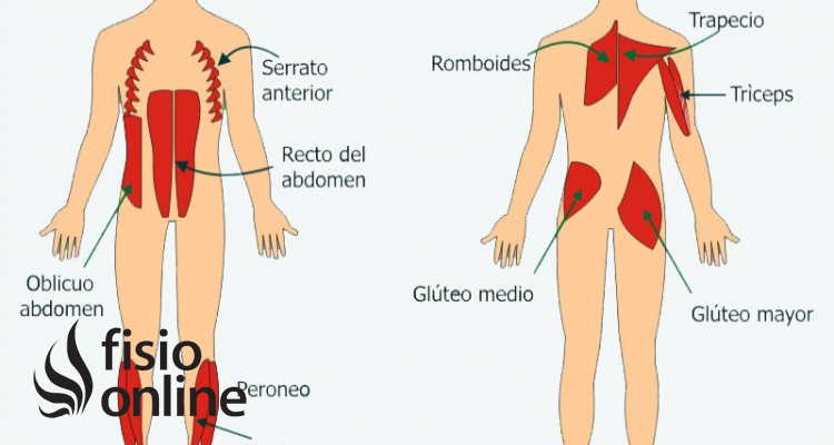 músculos fásicos