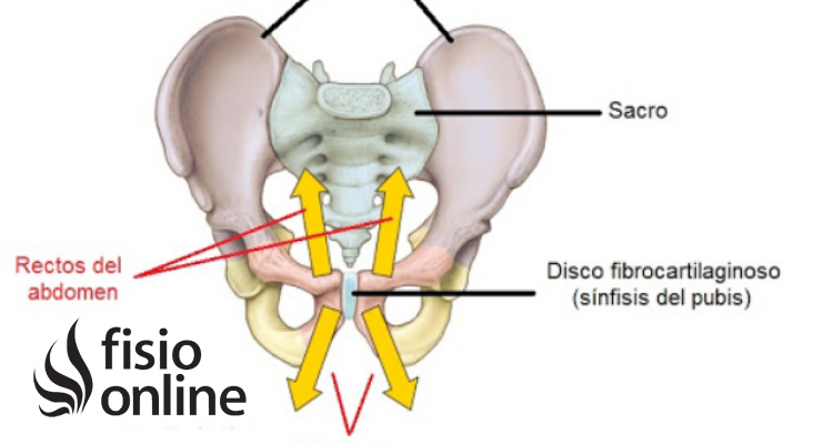 fibrocartílago