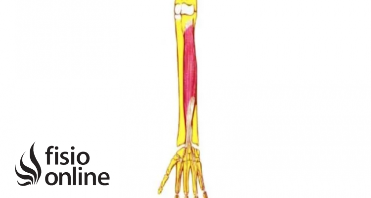 Músculo Flexor común profundo de los dedos