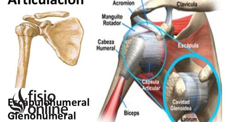 Articulación glenohumeral
