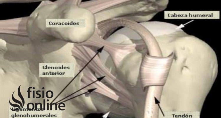 Ligamentos Glenohumerales