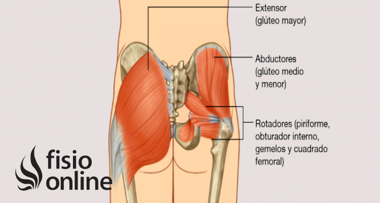 Glúteos  Qué son, función, origen, inserción, inervación y lesiones