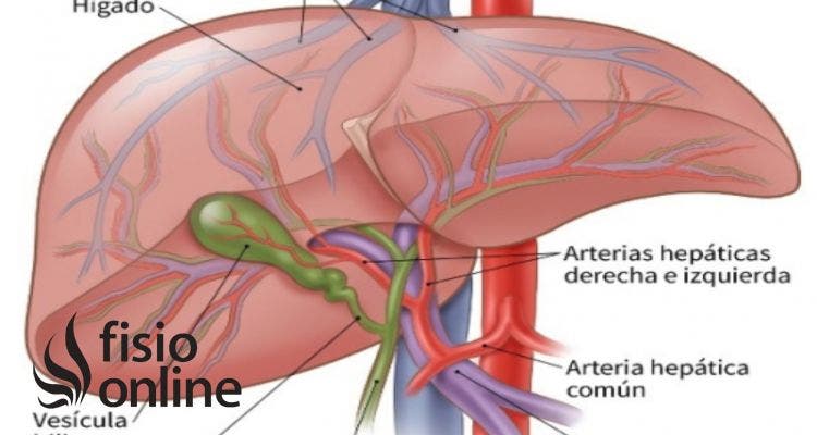 hepatocitos